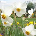 Narcissus poeticus 'Actea ' PB 7